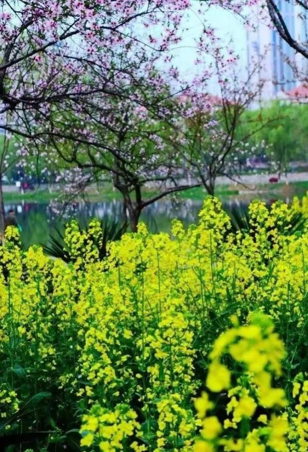 分享圖片&mdash;&mdash;美麗的油菜花集錦