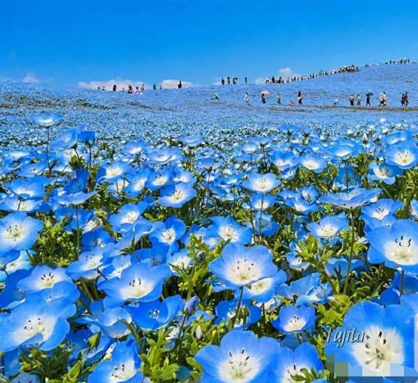 走進藍色海洋,你就是女王!嬰兒的蘭眼睛—喜林草。挺住,別迷路 走進藍色海洋,你就是女王!嬰兒的蘭眼睛—喜林草。挺住,別迷路