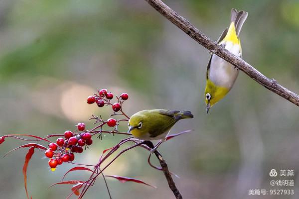 萌萌可愛小精靈——繡眼鳥