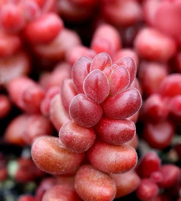 紅珊瑚為什麼是紅色的