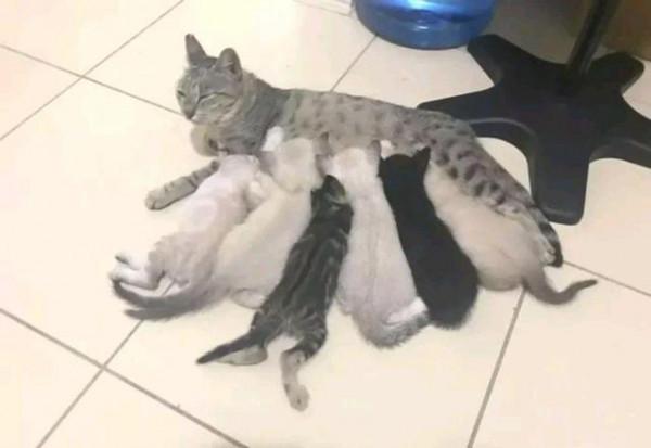 貓媽嫌帶6娃太辛苦,找了個“託兒所”,女孩:你交伙食費了嗎? 貓媽嫌帶6娃太辛苦,找了個“託兒所”,女孩:你交伙食費了嗎?