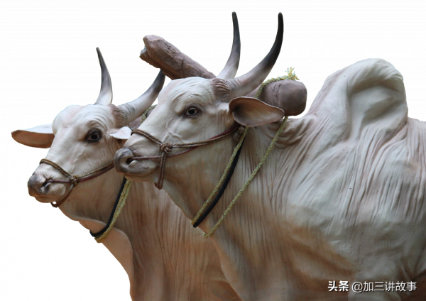 印度男子拋妻棄子，寧願和牛生活在一起，他的生活會幸福嗎？