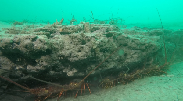 35個硬核動物鏡頭：狠人騎電動車馱鱷魚回家，狂躁症貓咪見人就打