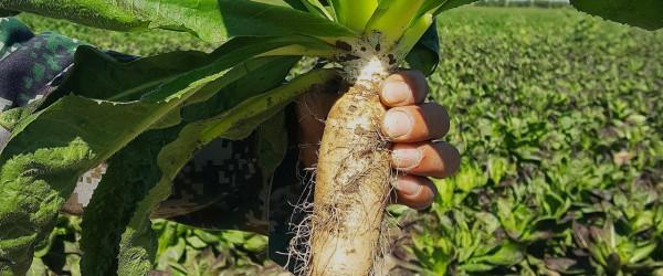 大叔15平黑暗密室長5000根玉蘭菜,20天長成見光超20秒,影響品質 大叔15平黑暗密室長5000根玉蘭菜,20天長成見光超20秒,影響品質