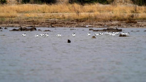 “海底撈”的高手-反嘴鷸 “海底撈”的高手-反嘴鷸