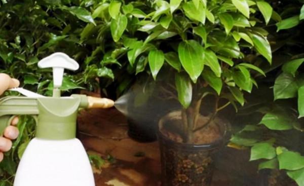 &OpenCurlyDoubleQuote;啤酒&rdquo;怎麼養花？做好一點，葉子&OpenCurlyDoubleQuote;又大又綠&rdquo;，花色嬌豔開不停