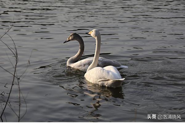 家鵝與天鵝是近親嗎？兼談家鵝與天鵝的區別