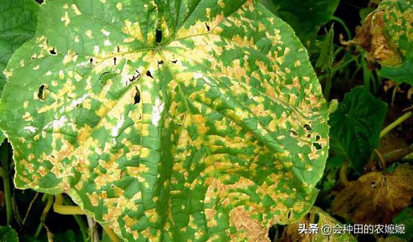 治病先認病，黃瓜細菌性角斑病如何防治？