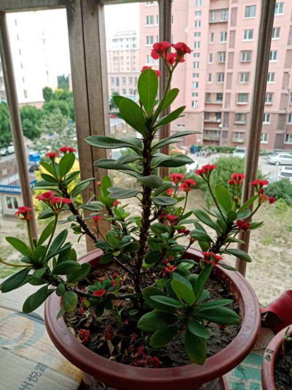 家有小孩和寵物，不要養這8種花，食用了得馬上去醫院