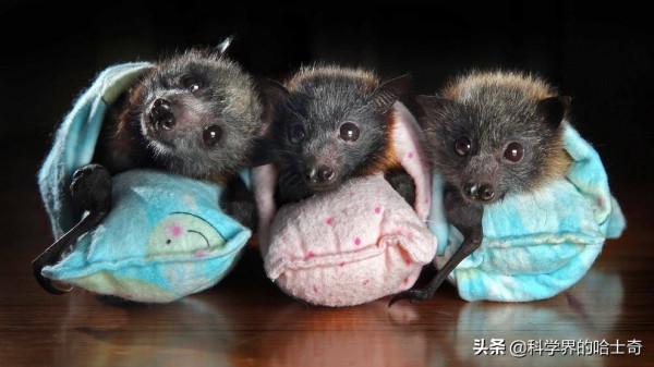 “行走的夜視儀”，動物的夜視能力有多強？人類為何不具備？