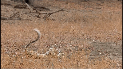 這隻花豹是啃老反面教材！正能量教育意義