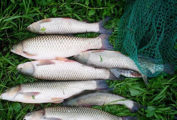 野釣試試這兩種打窩方法，專門針對鯉魚和草魚，魚口一竿接一竿