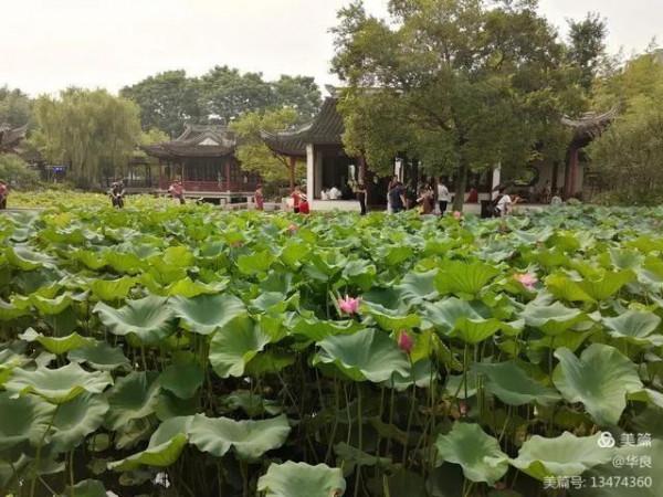 南翔時光（一）“古韻南翔”