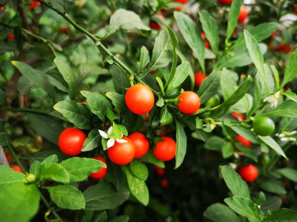 天冷了,冬珊瑚的果子紅豔豔的,家中可以擺上這一盆吉慶果 天冷了,冬珊瑚的果子紅豔豔的,家中可以擺上這一盆吉慶果