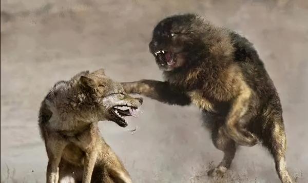 老家的土狗,暗地裡護送新女婿回家,老去的時候偷偷離開了家 老家的土狗,暗地裡護送新女婿回家,老去的時候偷偷離開了家