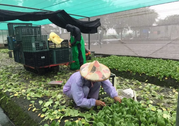 國內菜價漲幅超50%？英國油荒，北美斷貨，今冬不好過！