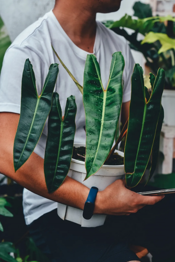沒有花園怎麼種花？從東北到廣東，4位大神在室內種出植物園