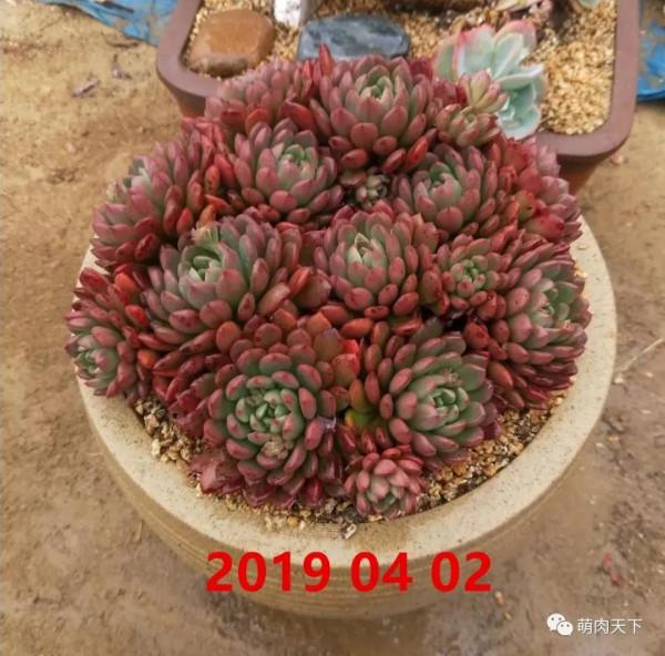 8年紅寶石--成長記錄