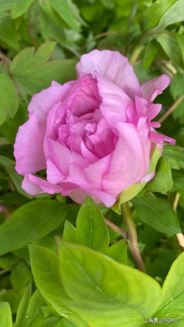 正月裡賞花過大年 正月裡賞花過大年