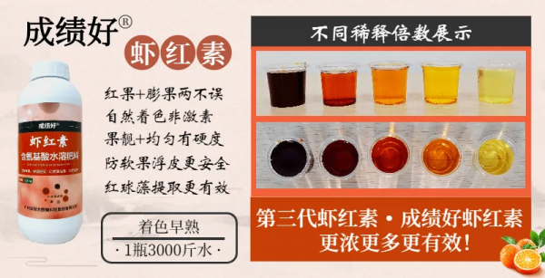 8元/斤!愛媛/紅美人著色很好,收購商天天來我果園參觀詢價 8元/斤!愛媛/紅美人著色很好,收購商天天來我果園參觀詢價