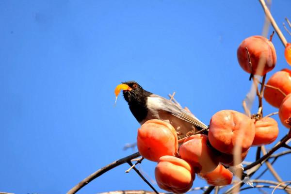 景山偷吃柿子 景山偷吃柿子