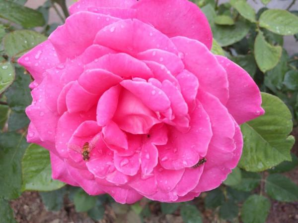 老年人飲食營養合理搭配，有利於延年益壽