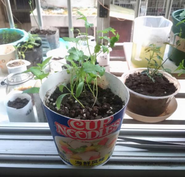 誰說養花只能用花盆！水壺易拉罐都是寶，能插葉子就能養花