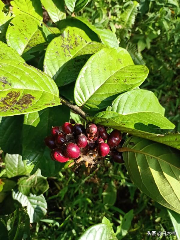 帶你一起回味62種南方野果子,它們是物質匱乏年代小朋友的零食 帶你一起回味62種南方野果子,它們是物質匱乏年代小朋友的零食