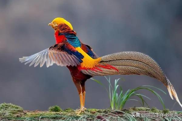 美麗的錦雞難得一見啊