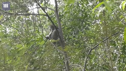 小奶狗被野猴&quot;綁架&quot;，在樹上餓了整整3天終於得救