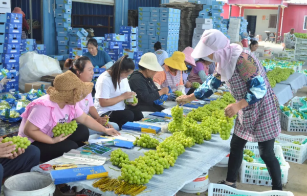 陽光玫瑰的喜與憂:“千年等一回”的葡萄,能火過三年嗎? 陽光玫瑰的喜與憂:“千年等一回”的葡萄,能火過三年嗎?