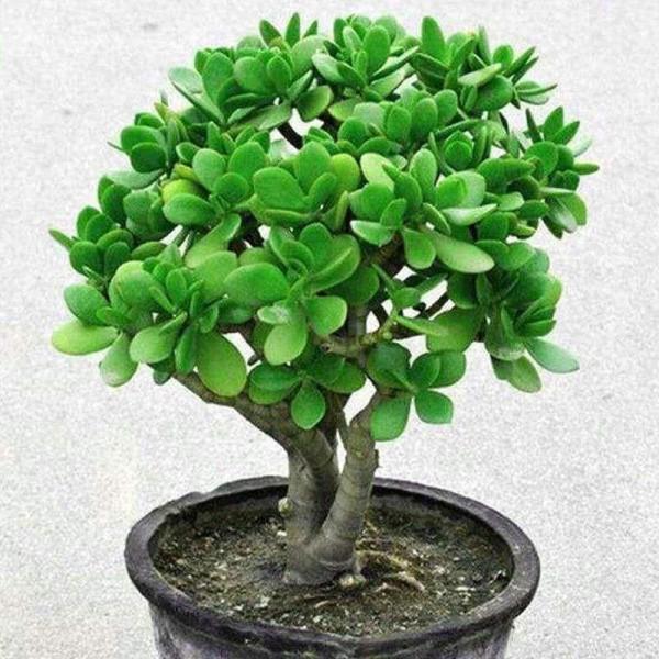 &OpenCurlyDoubleQuote;客廳養樹，十有九富&rdquo;，花友：不是迷信，是老祖先的經驗