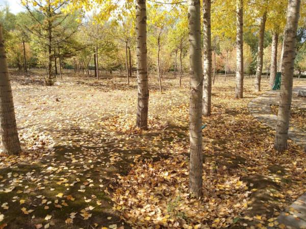 烏盟農村正月看新媳婦