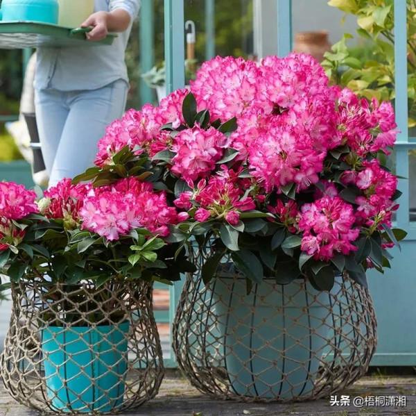 那些植物界的愛馬仕