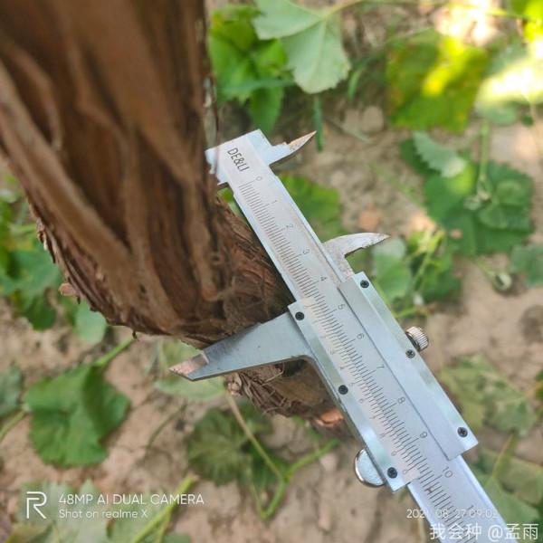 去年栽苗今年H架36平米滿架