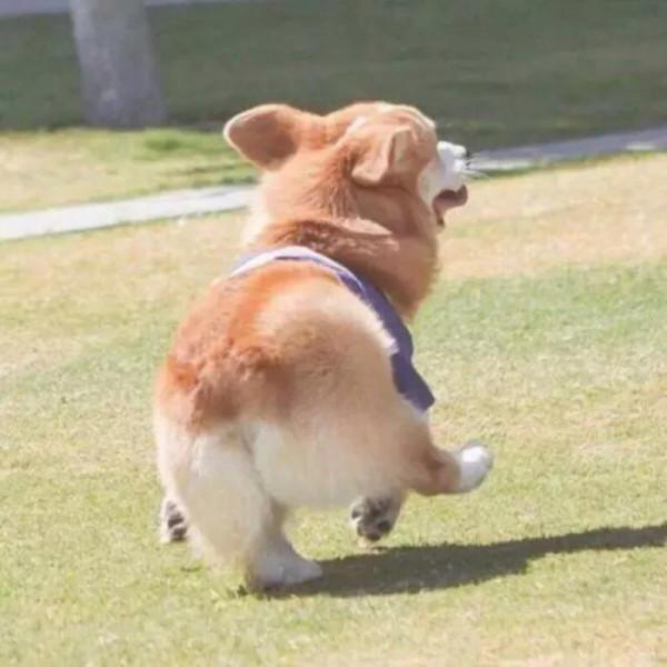 2019年,憨犬阿奇與我的離奇緣分 2019年,憨犬阿奇與我的離奇緣分