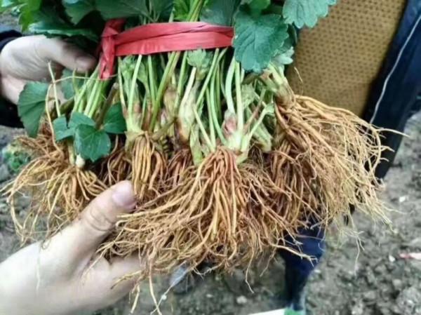 不要直接施用肥料了,施肥時配上這幾樣,利用率提高,肥效翻倍 不要直接施用肥料了,施肥時配上這幾樣,利用率提高,肥效翻倍