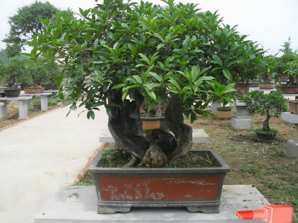 壽命比較長的6種花木，盆栽也能輕鬆活過好多年，夠你養一輩子的