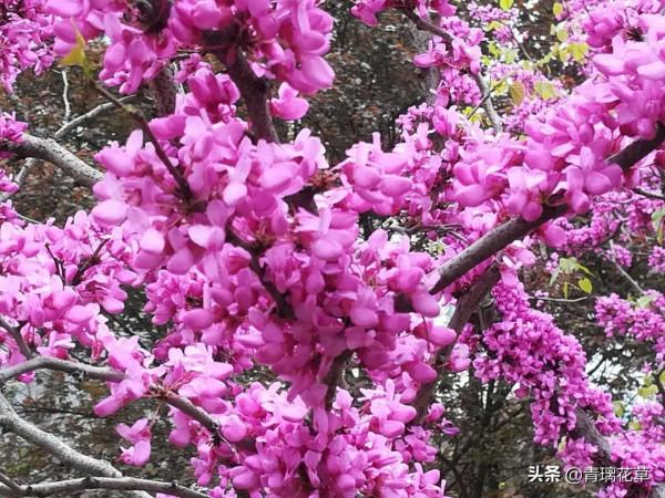 如果有庭院，記得種上這4種“仙樹”，開花時真是迷死人