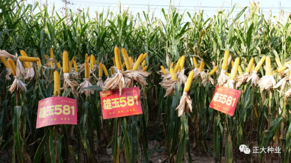 高產又抗旱,首選雄玉581 高產又抗旱,首選雄玉581