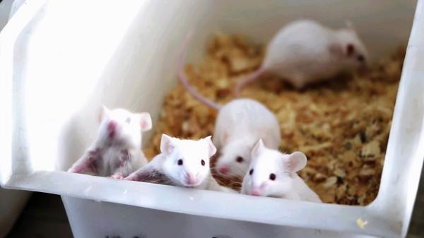 &OpenCurlyDoubleQuote;吃得越飽，死得越早&rdquo;是偽科學還是真靠譜？權威解答來了