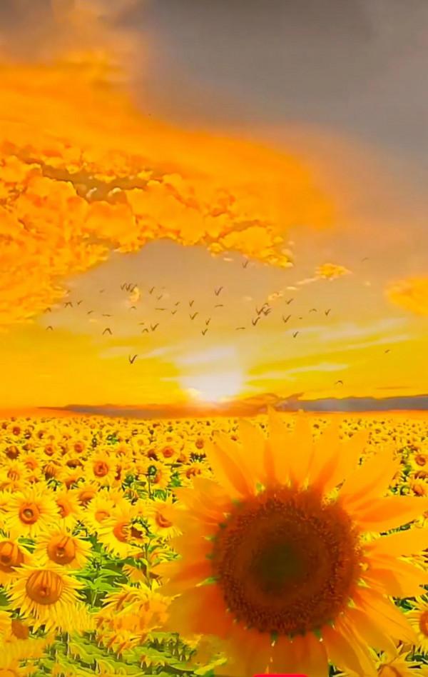 分享：五彩斑斕，千姿百態的花海，視覺盛宴，像仙境一般美麗