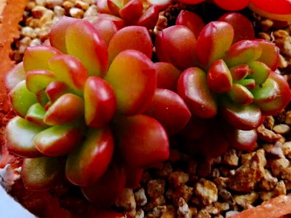 秋天對付這些愛穿裙子的多肉，有的要狠，有的要寵，變美才是目的