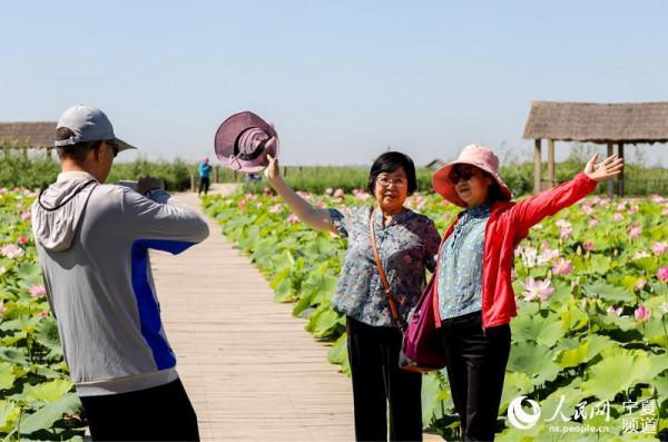 寧夏沙湖萬畝荷花競相開放