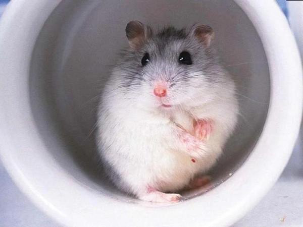 常見寵物鼠的種類有哪些? 常見寵物鼠的種類有哪些?