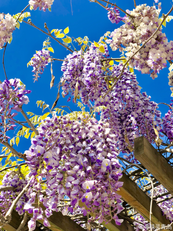 “壽命長”的10種花,寓意好,格調高,老人見了眉開眼笑 “壽命長”的10種花,寓意好,格調高,老人見了眉開眼笑