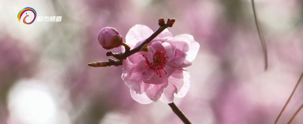 春色正好 和美人梅來一場浪漫的相遇