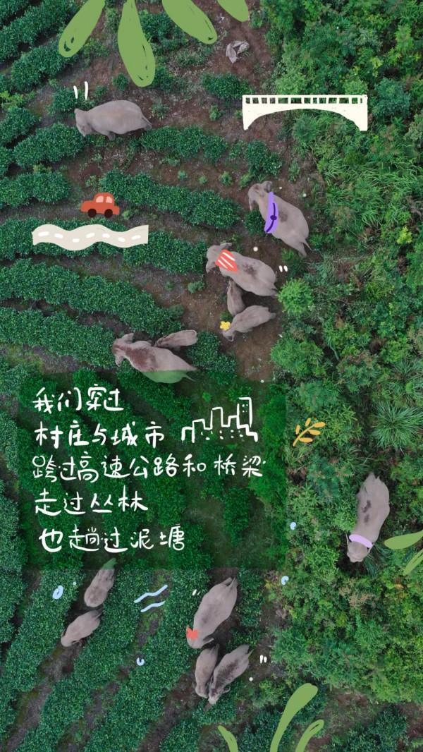 你心心念唸的大象,快要回家了 你心心念唸的大象,快要回家了