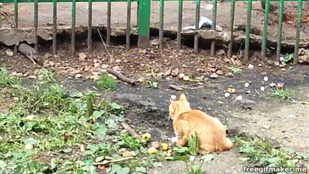 胯打、拐步、氣勁，形意三密之拋磚引玉