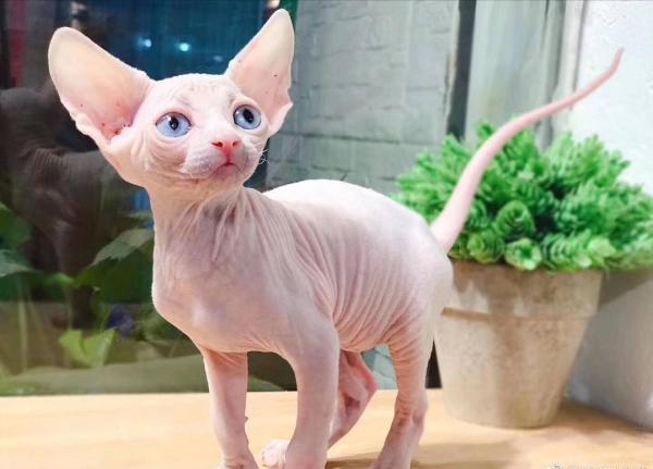 這幾種貓，不建議帶回家，養了會發現根本接受不了